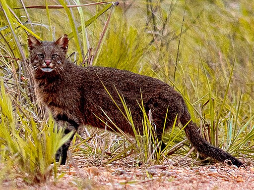 Pampaskatze, Leopardus pajeros