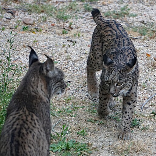 Iberischer Luchs, Pardelluchs