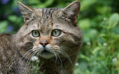 Europäische Wildkatze