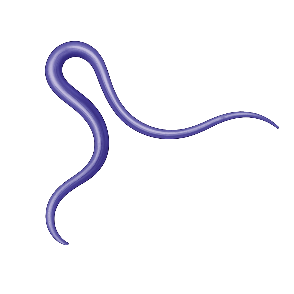 Herzwurm Katze