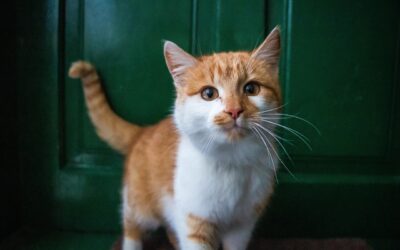Studie: Können Katzen Menschen am Geruch erkennen?