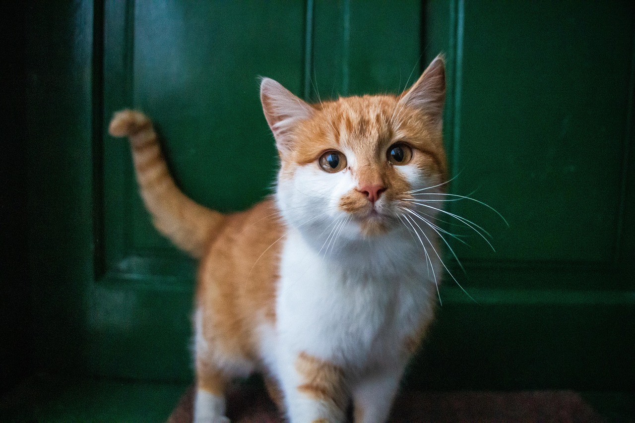 Katze schnuppert Geruch