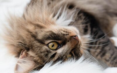 Studie: Gen beeinflusst Katzenverhalten