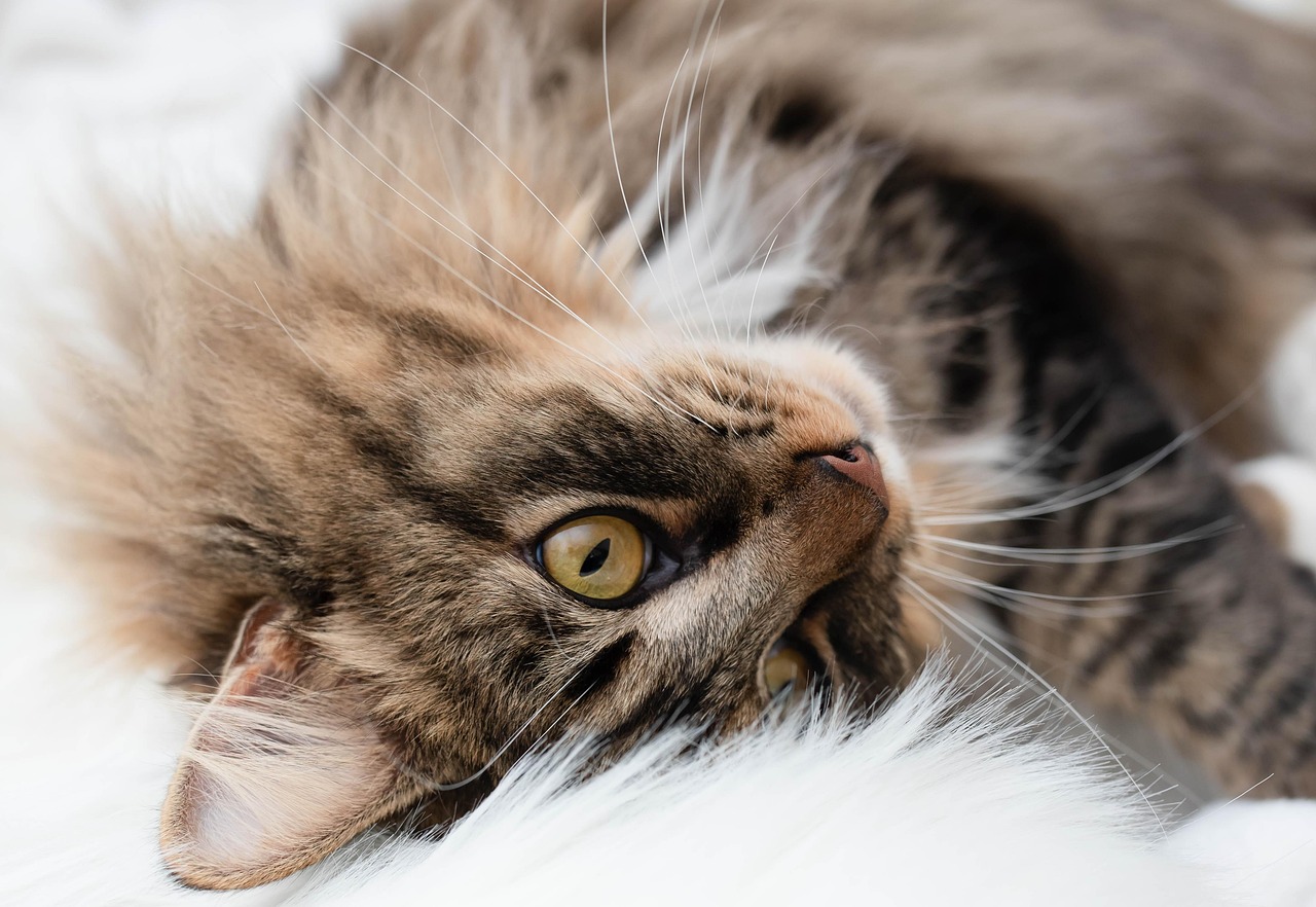 Schnurrende Katze