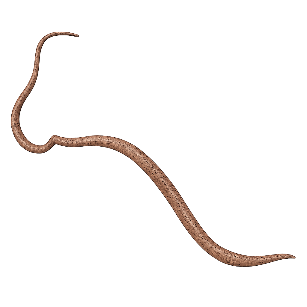 Peitschenwurm Katze