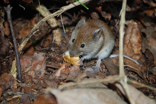 Maus auf dem Waldboden als Ernährung für die Europäische Wildkatze