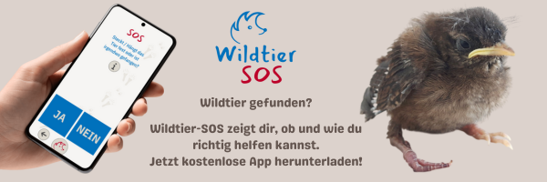 Banner Wildtier-SOS-App
