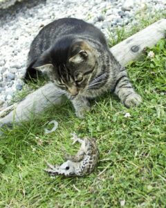 Katze bringt Frosch mit nach Hause