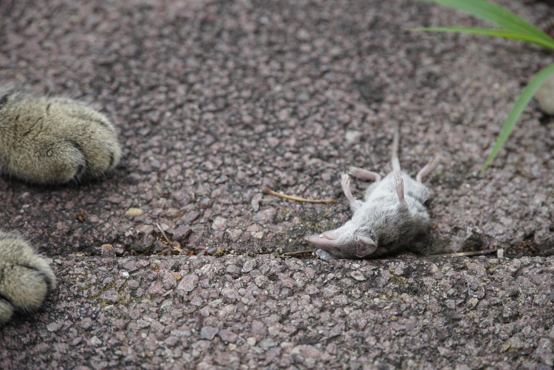 Katze tötet Spitzmaus