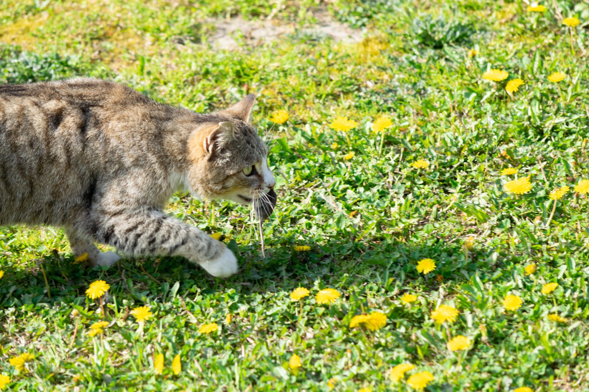 Katze bringt lebende Maus nach Hause