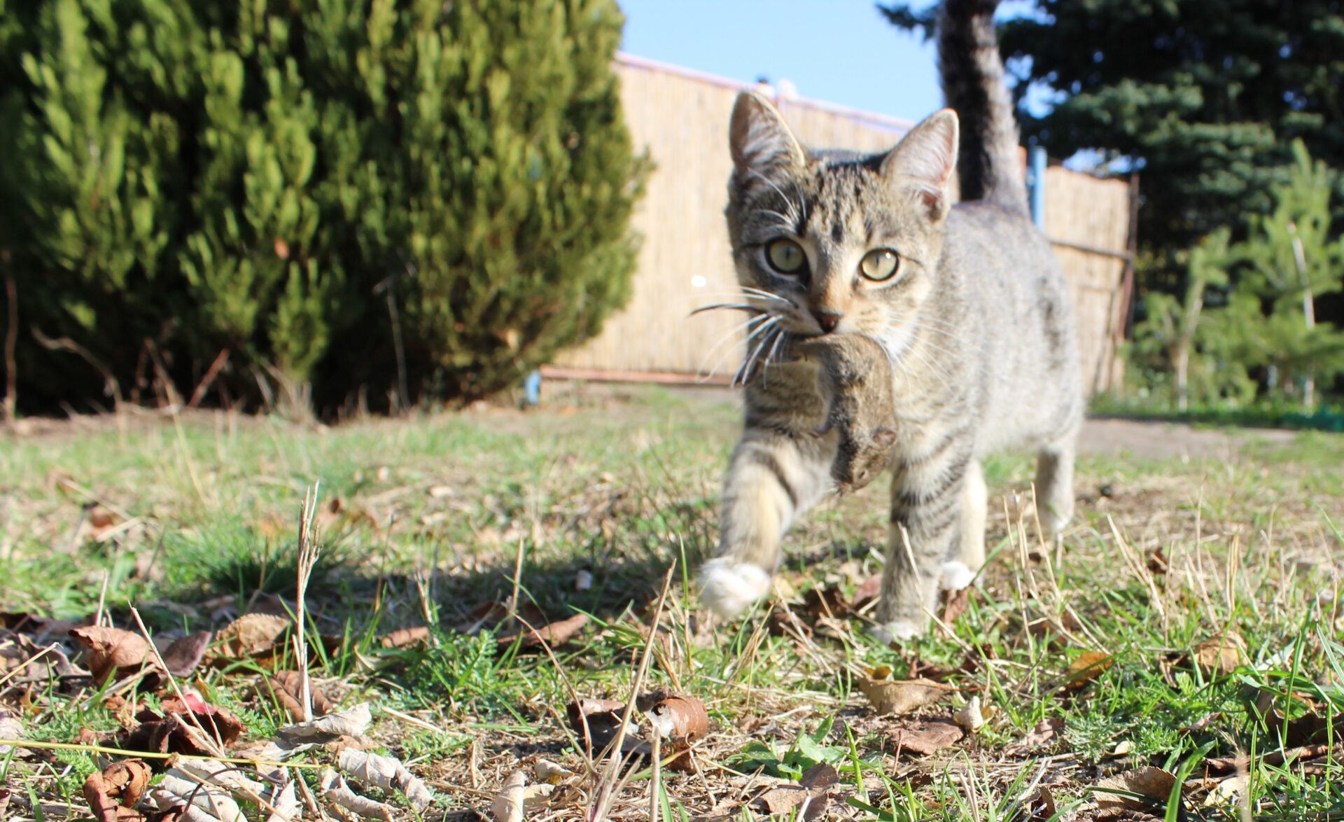 Katze bringt Wildtier nach Hause