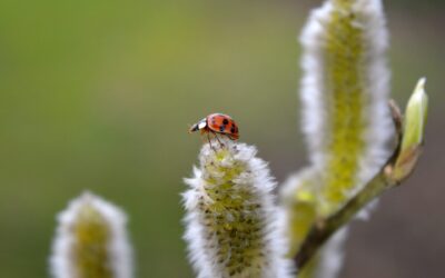 Sind Palmkätzchen für Katzen giftig?