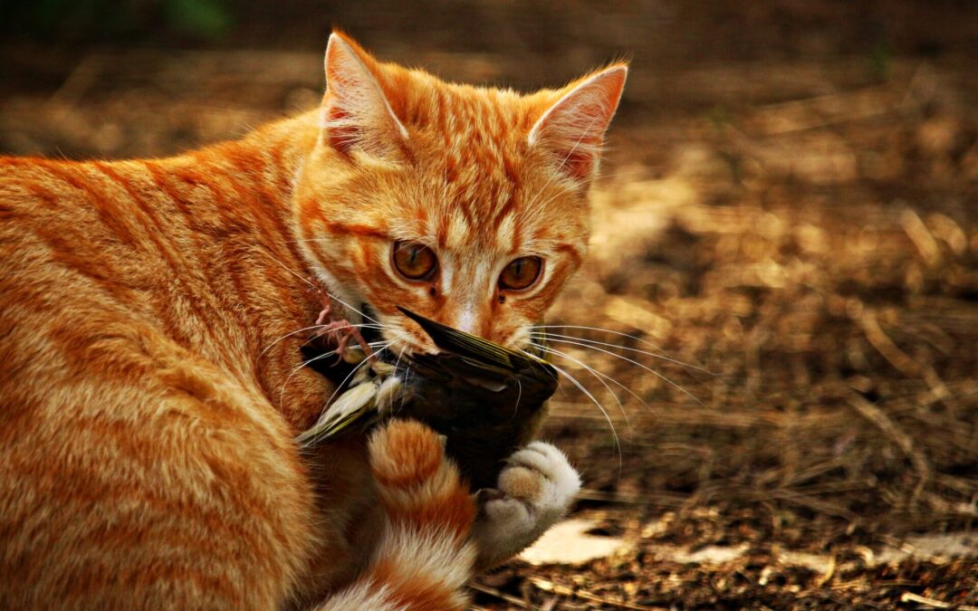 Katze bringt Wildtier nach Hause: und nun?