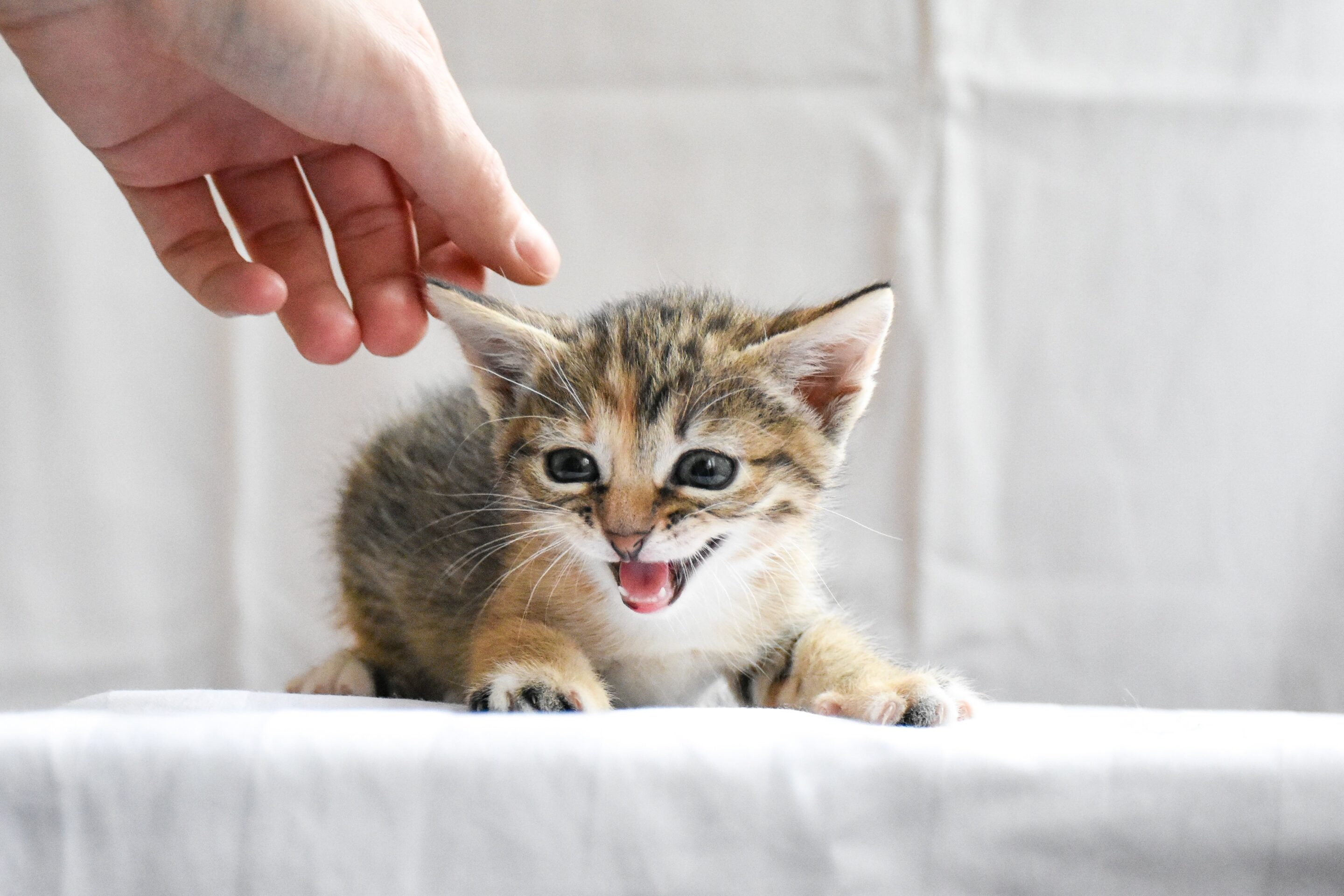 Grundausstattung für die ersten Katzen