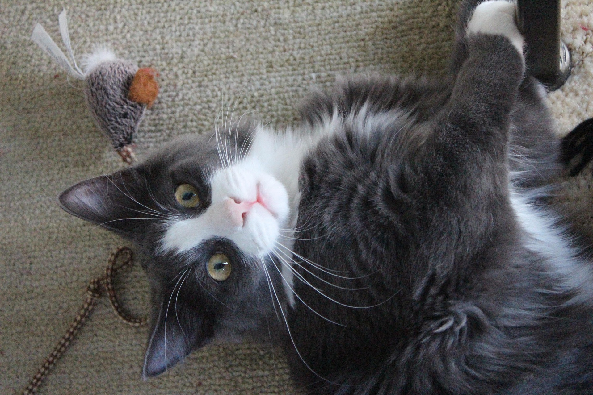 Katze spielt mit Angel